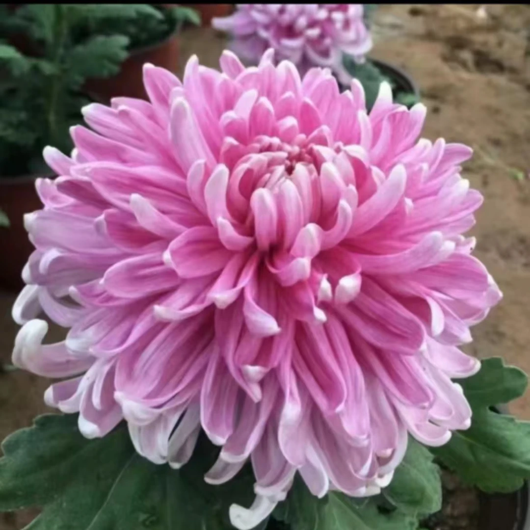 【胭脂盒】大花九月菊盆栽带花苞包对版土球发货（不含盆）