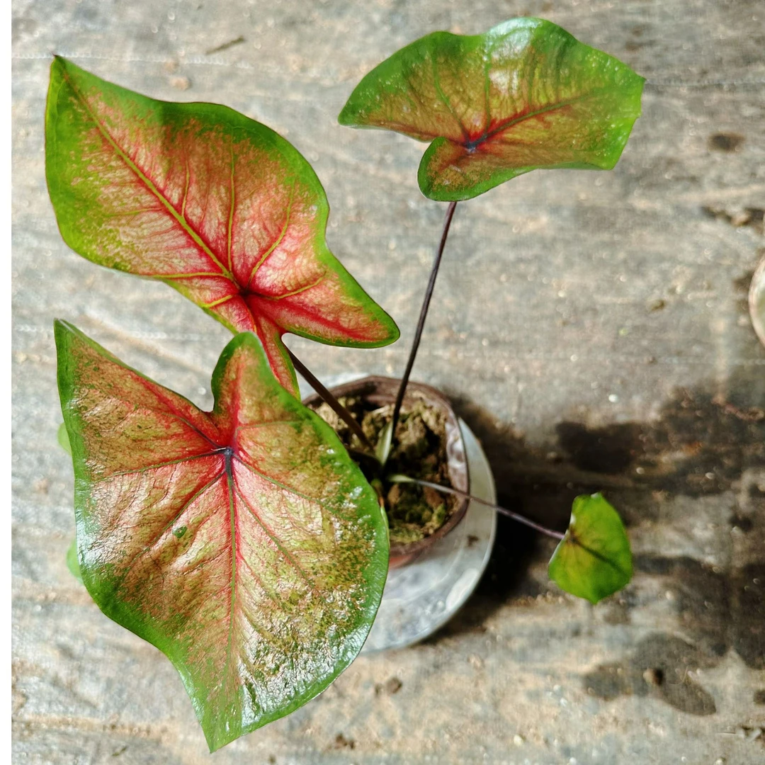 【火焰彩叶芋  保两个叶片】网红热植 好看上档次