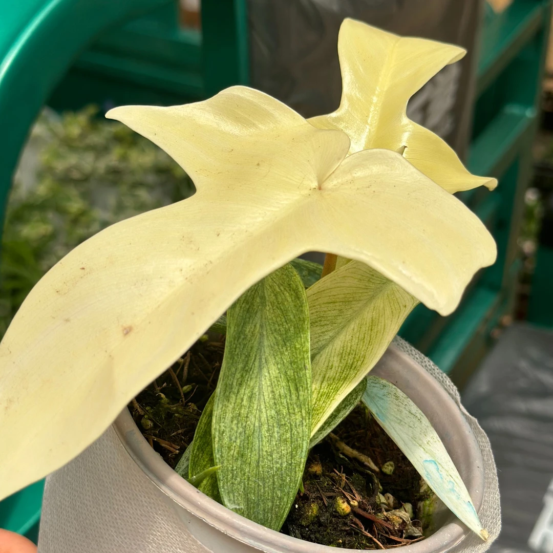 幽灵飞机蔓绿绒   热带植物    耐热好养室内