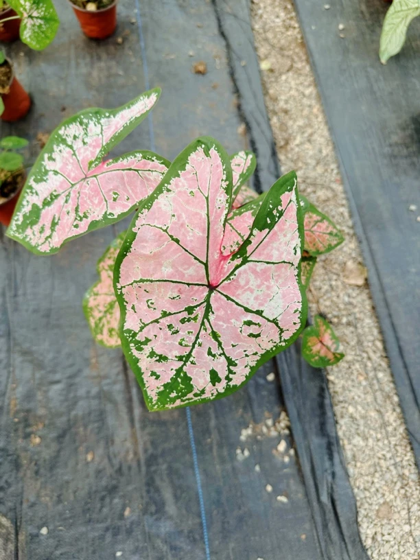 【粉色飞溅 加仑盆  已出状态】   彩叶芋