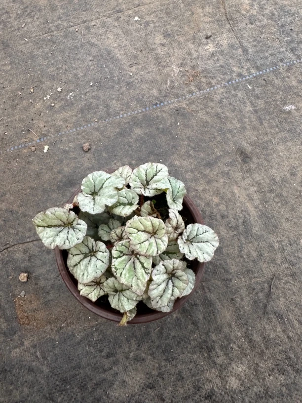 【露珠】秋海棠 Begonia dew 室内高端花卉