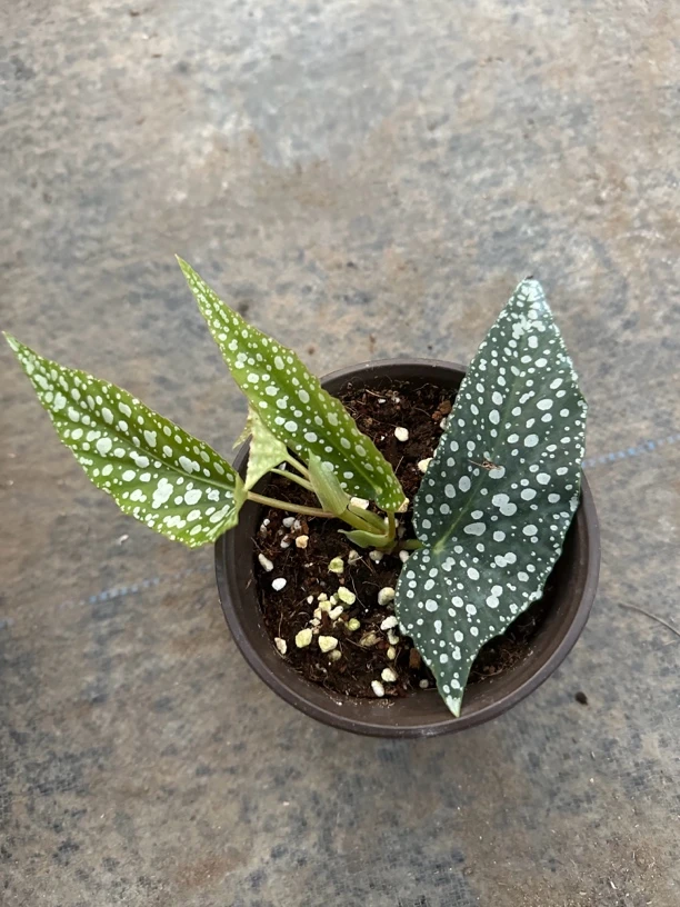 【白冰】竹节类秋海棠 高端热植观叶植物网红森系绿植ins