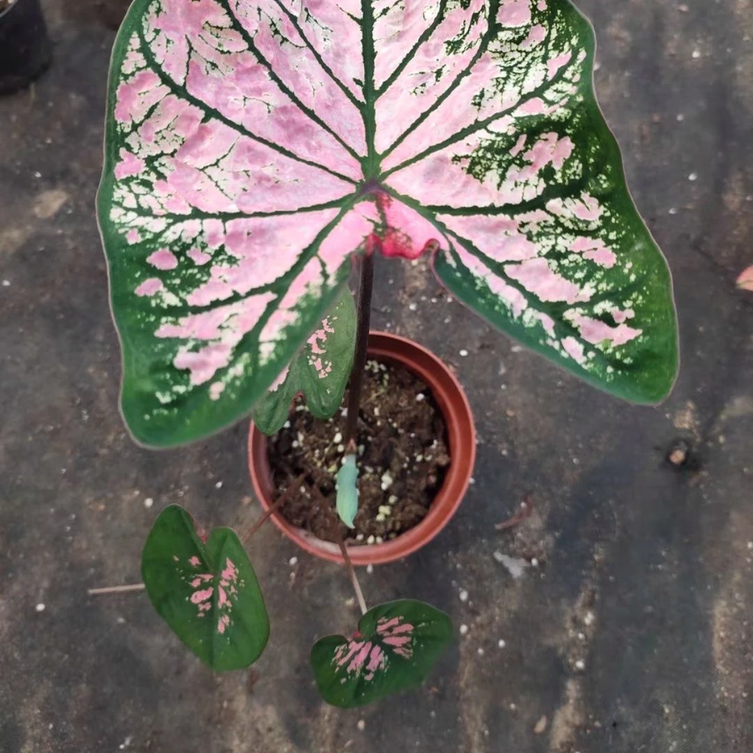 【粉色飞溅  保两个叶片!】小加仑盆彩叶芋热植    耐热多年生