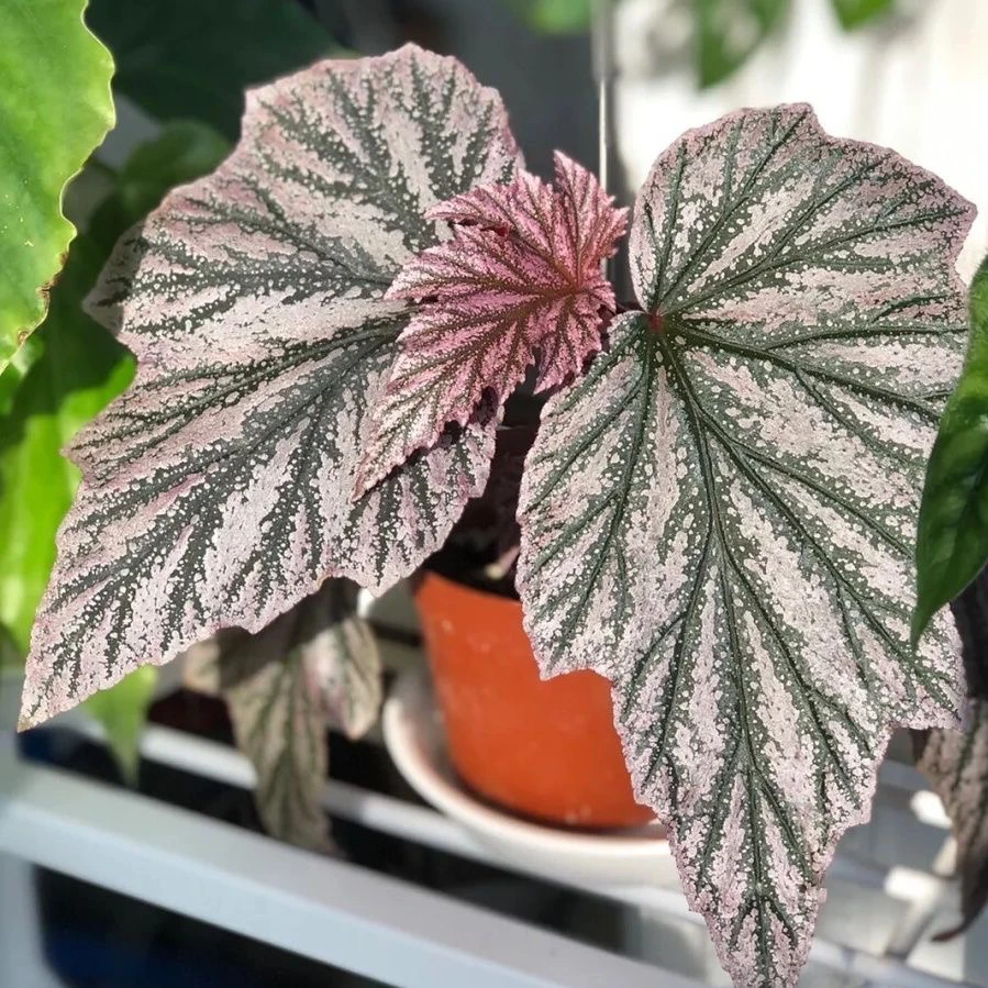 粉红貂  秋海棠 （轻微叶损不包售后）珍贵秋海棠品种