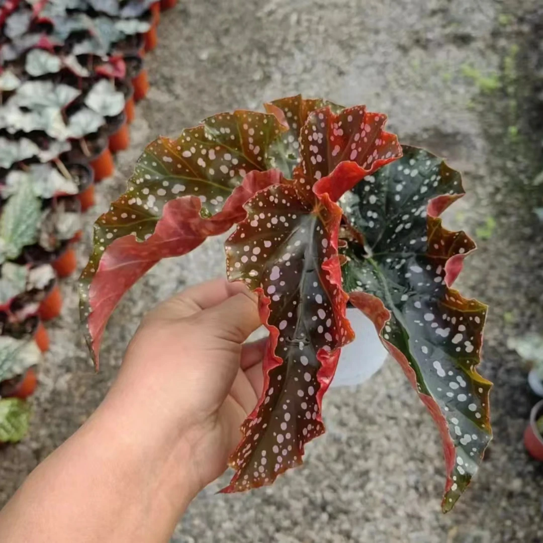 【裂叶玫瑰】 竹节类秋海棠 (轻微叶损不包售后)好养品种正耐高温