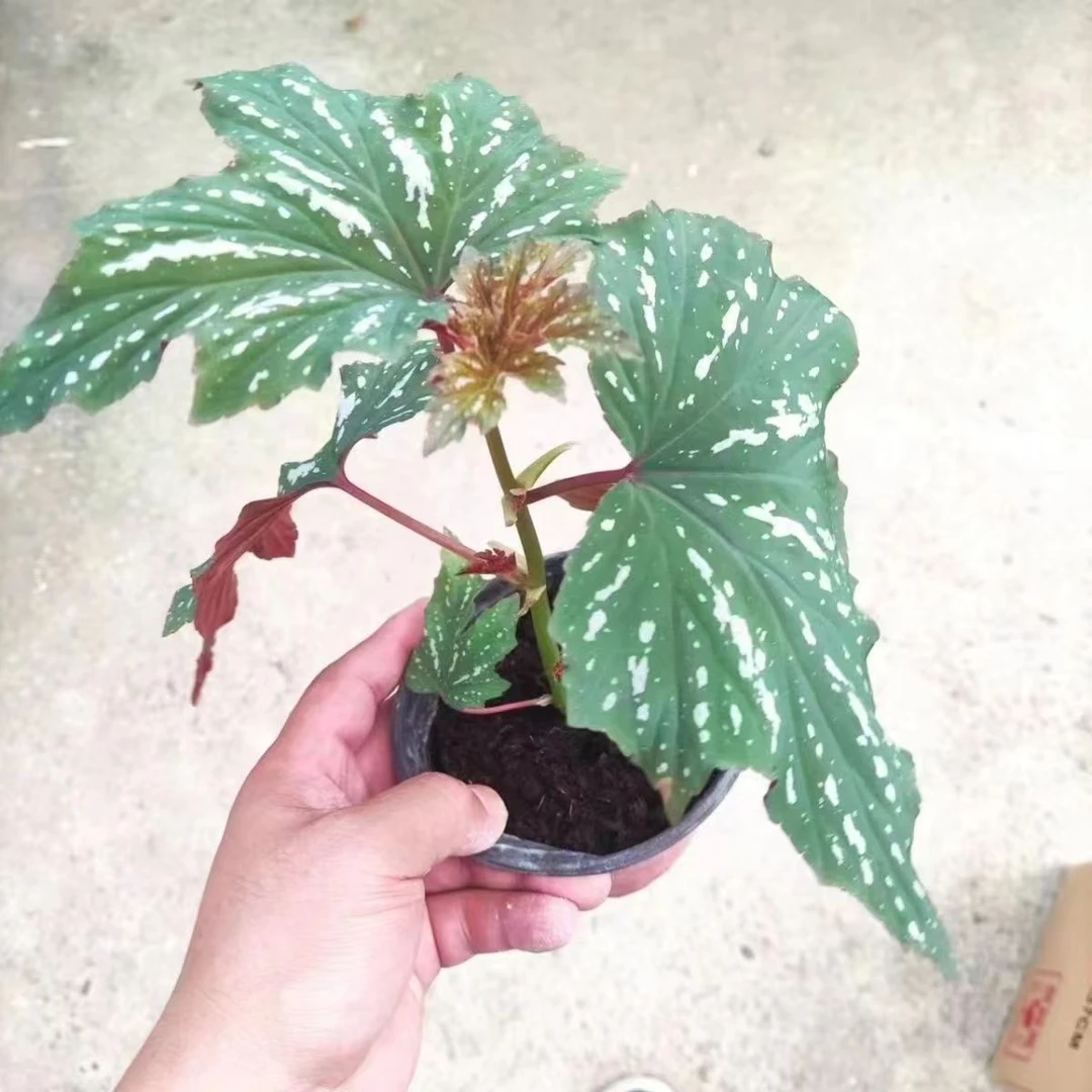 【风铃】竹节类秋海棠  （轻微叶损不包售后）吸甲醛ins风观叶植物