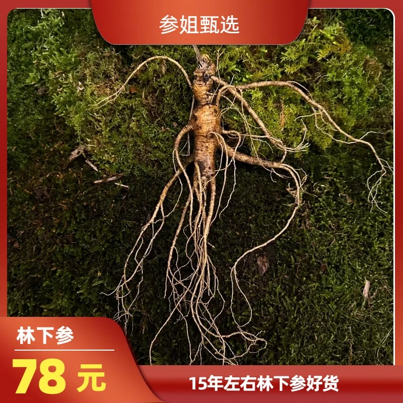 东北长白山林下参15年单支好货泡酒滋补人参新鲜泡茶营养打粉