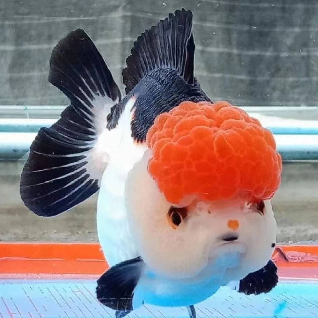 泰狮金鱼 包活不包邮 直播专属链接 小鱼观赏鱼冷水鱼水族发货