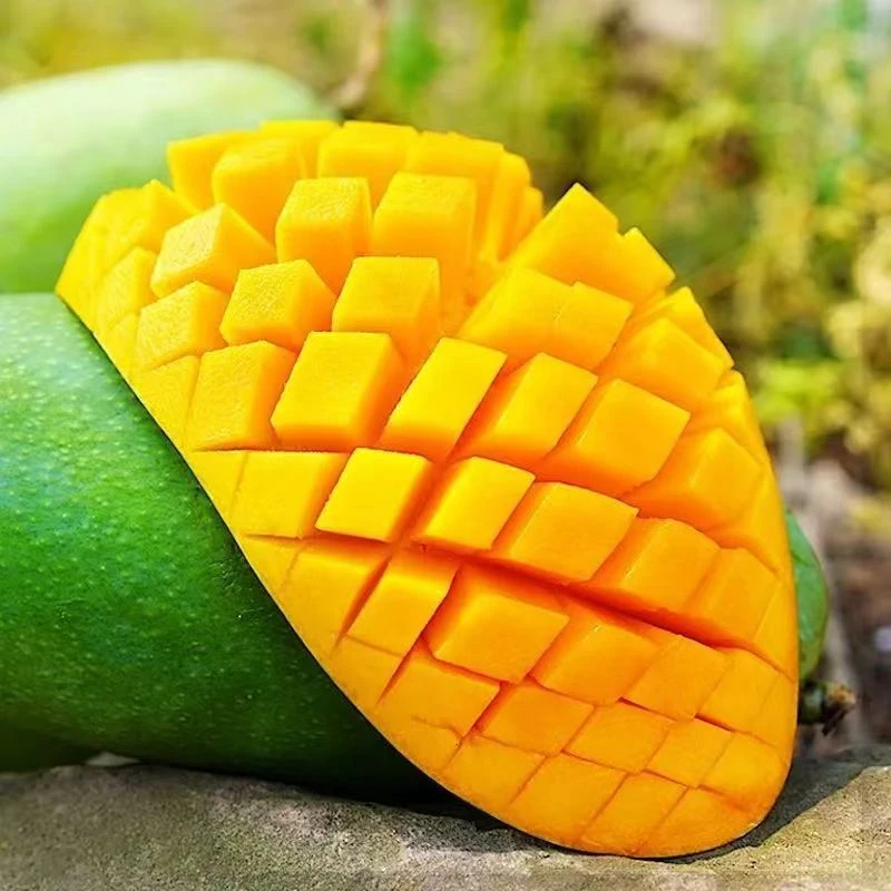 云南保山潞江坝大青芒现摘现发新鲜采摘包邮到家重量收到大果肉厚