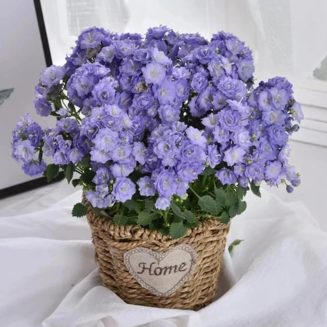 【新疆包邮】丹麦风铃花盆栽花卉植物室内鲜花四季开花重瓣易活绿植
