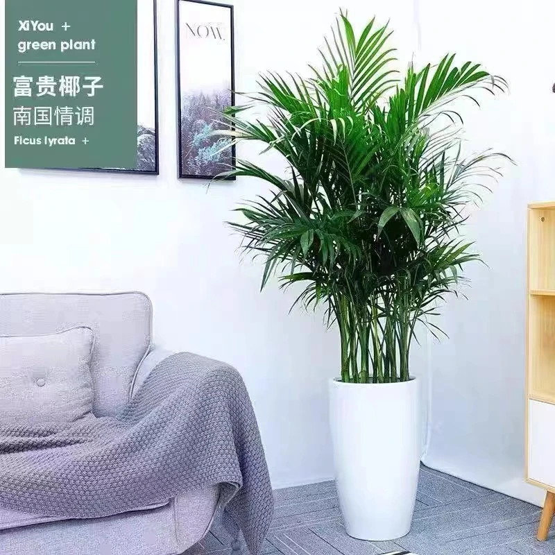 【新疆包邮】富贵椰子大型落地绿植阳台客厅