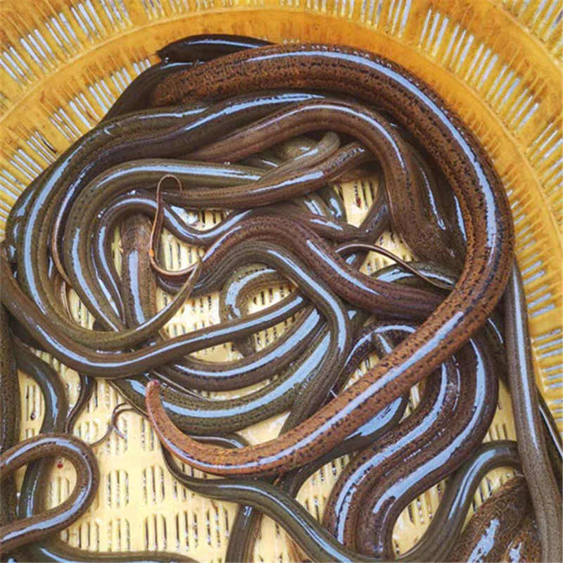 四川自贡鳝鱼稻田黄鳝500克包邮