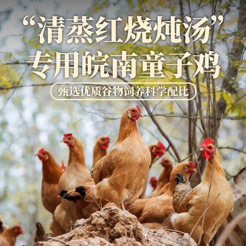 吴楚甄选皖南高山散养饲养童子鸡肉质鲜嫩健康小孩爱吃