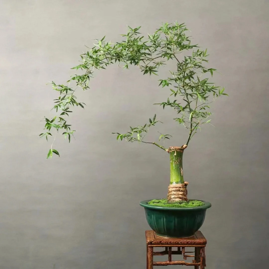 小叶簕竹生桩竹根根苗不带叶子禅意盆景花卉绿植盆栽素材