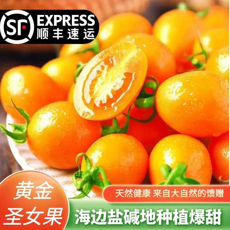 【顺丰包邮】福建黄金圣女果黄珍珠玲珑小番茄孕妇水果一口爆3-5斤