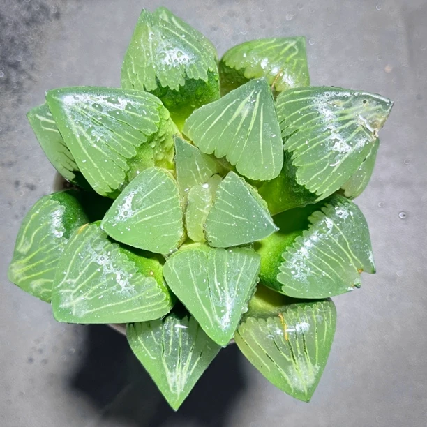 母本光面康克十二卷玉露多肉植物