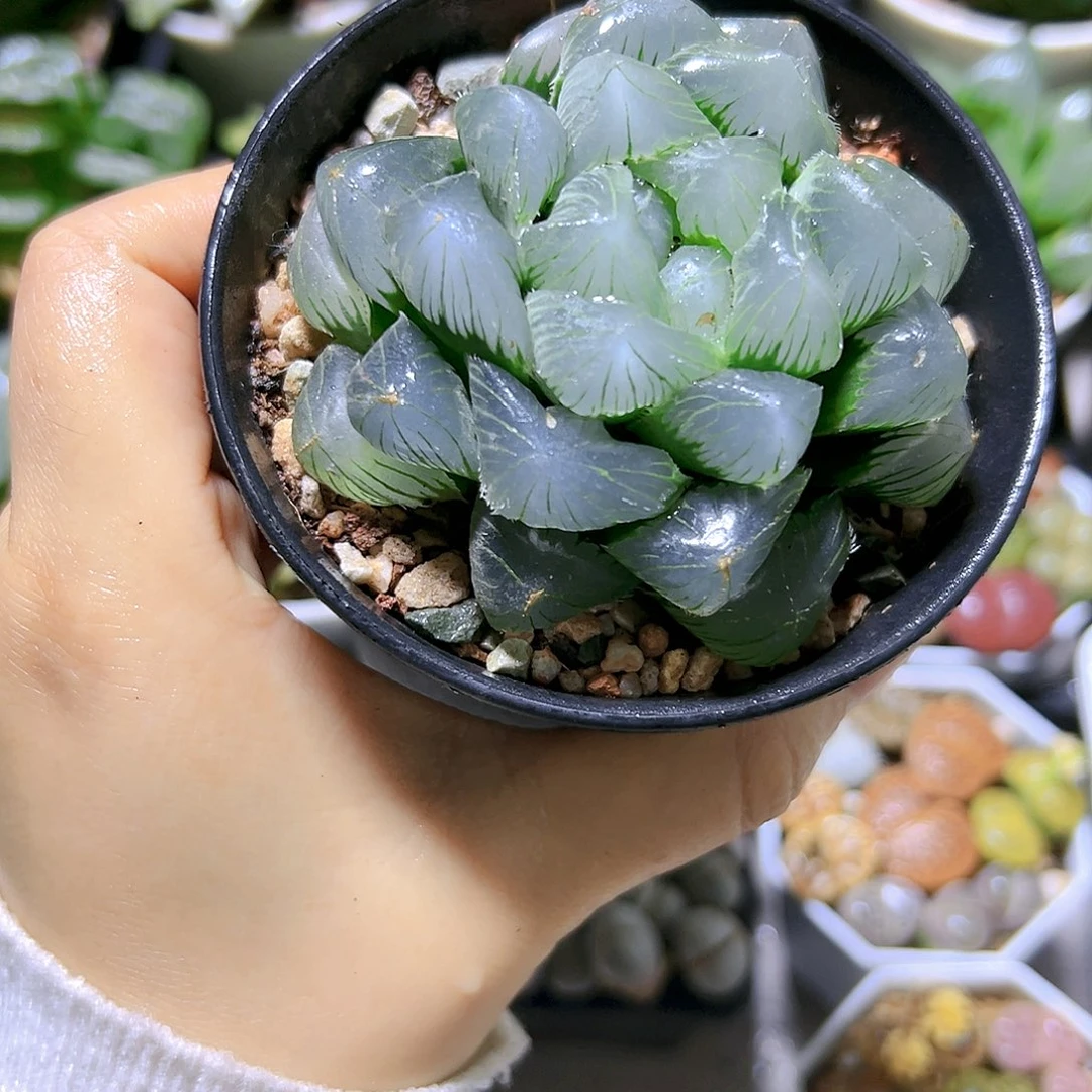 单头母本蓝镜多肉植物