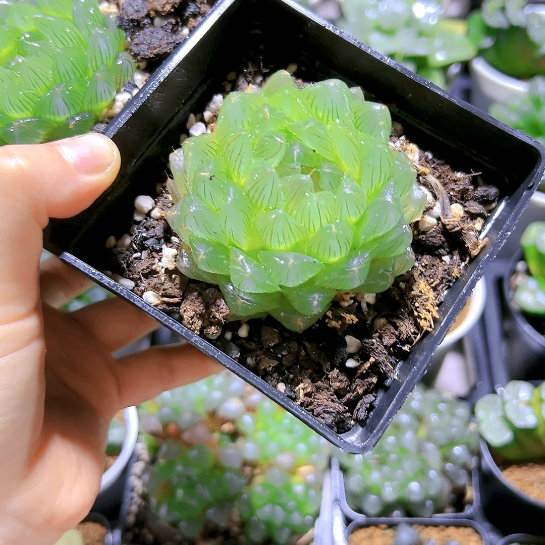 十方盆冰川玉露多肉