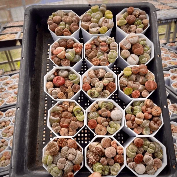 八角盆生石花【全场凑满18元发2盆】