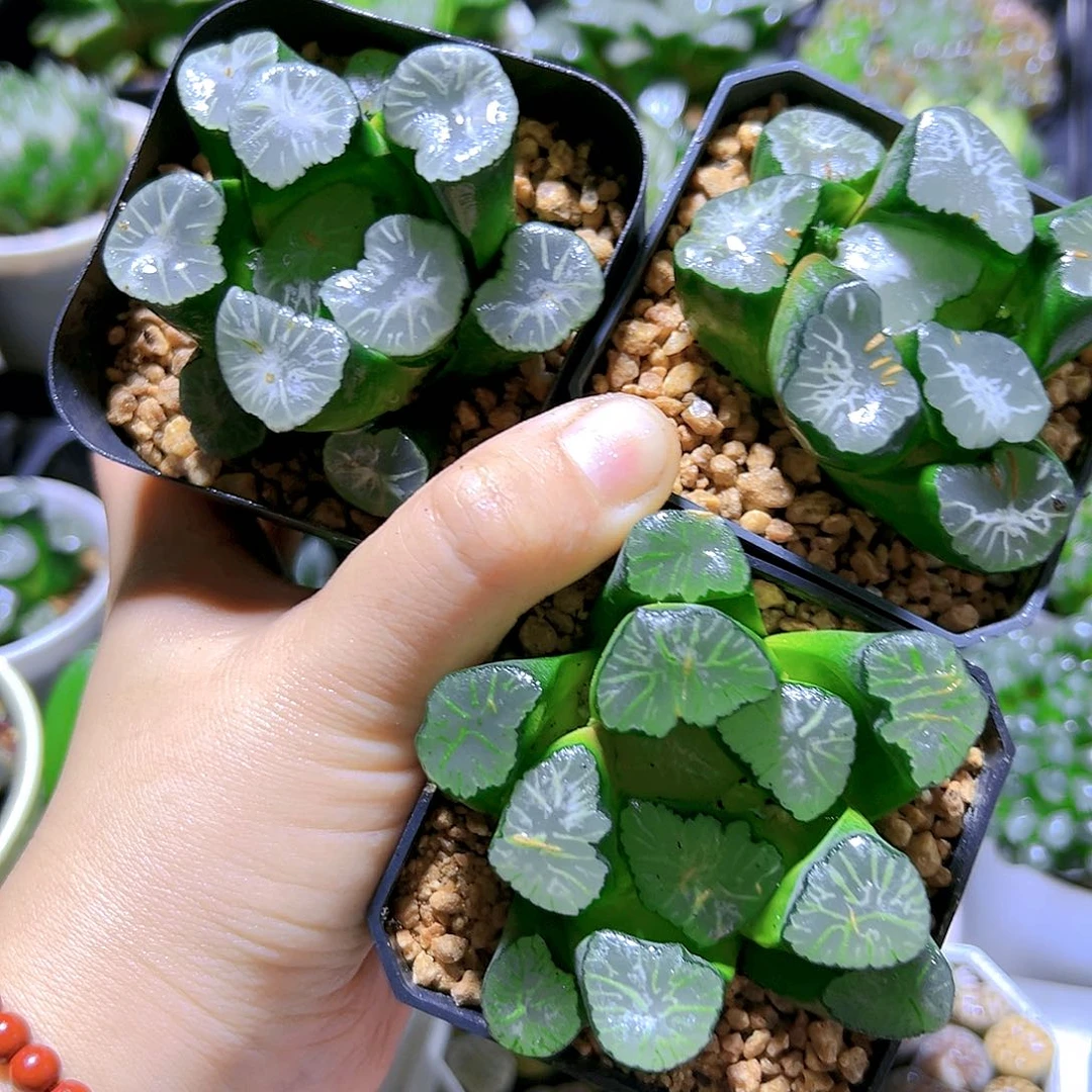 直播间指定3种万象多肉