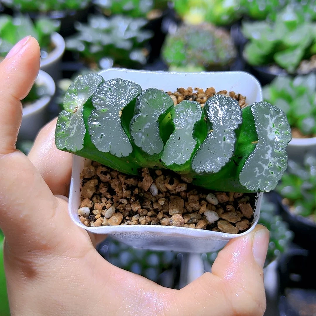 写乐玉扇多肉植物