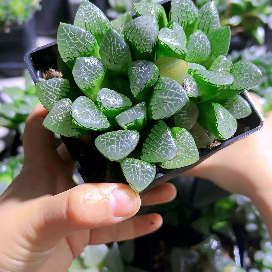 直播间母本13号多肉