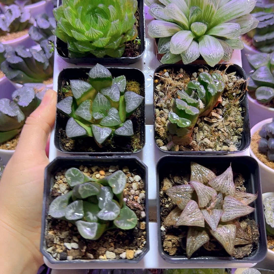 新手福利6颗玉露组合