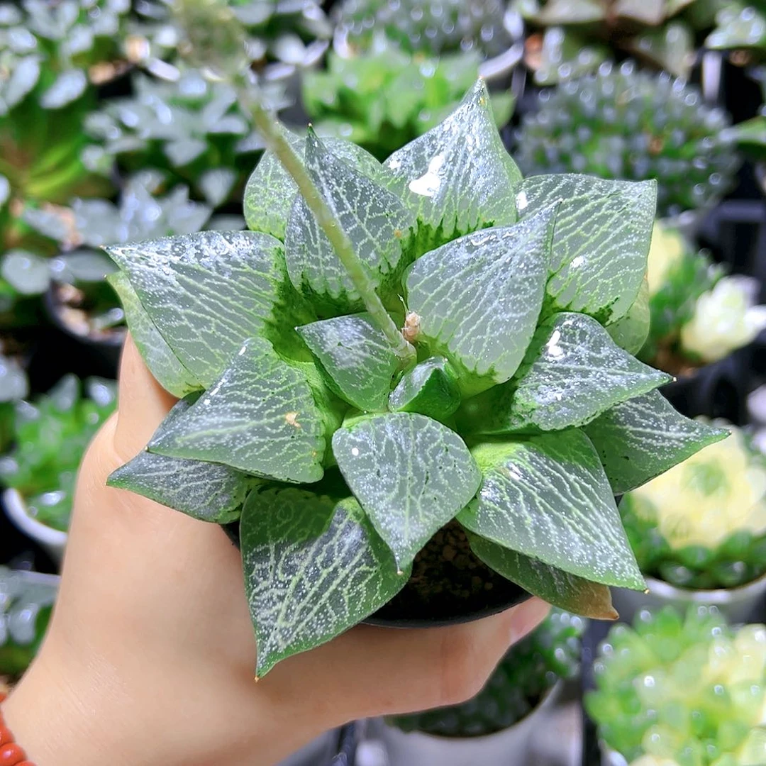 母本巨大流纹康平多肉