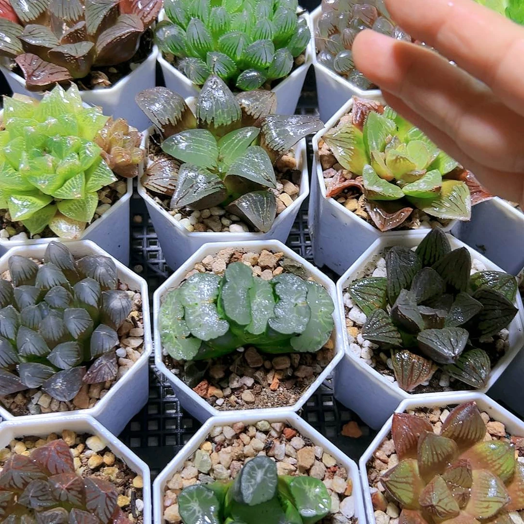 盲盒套餐6盆不重复玉露