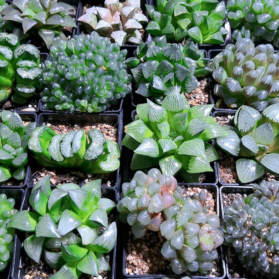 四颗超大十方盆母本玉露组合