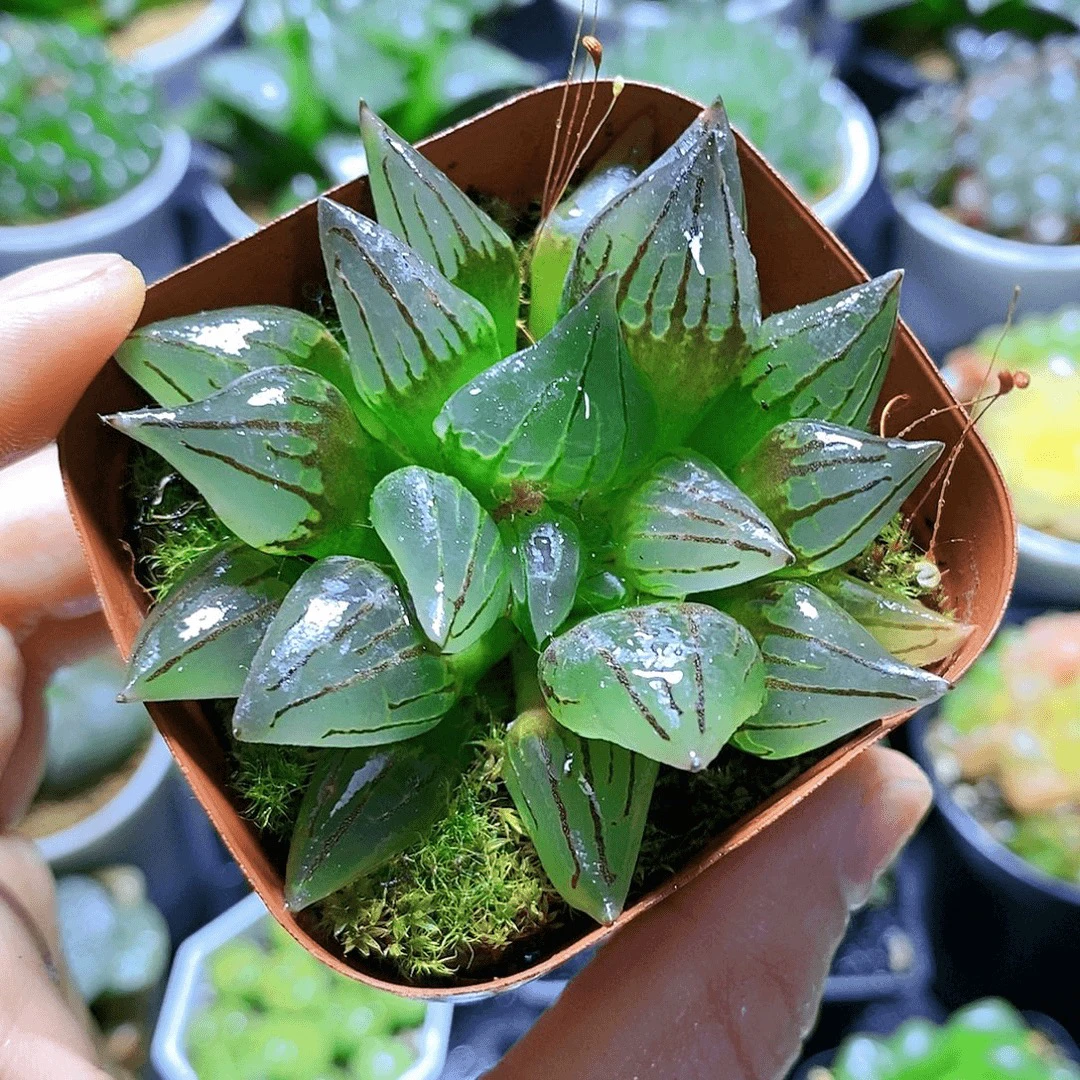 西瓜寿十二卷玉露多肉植物