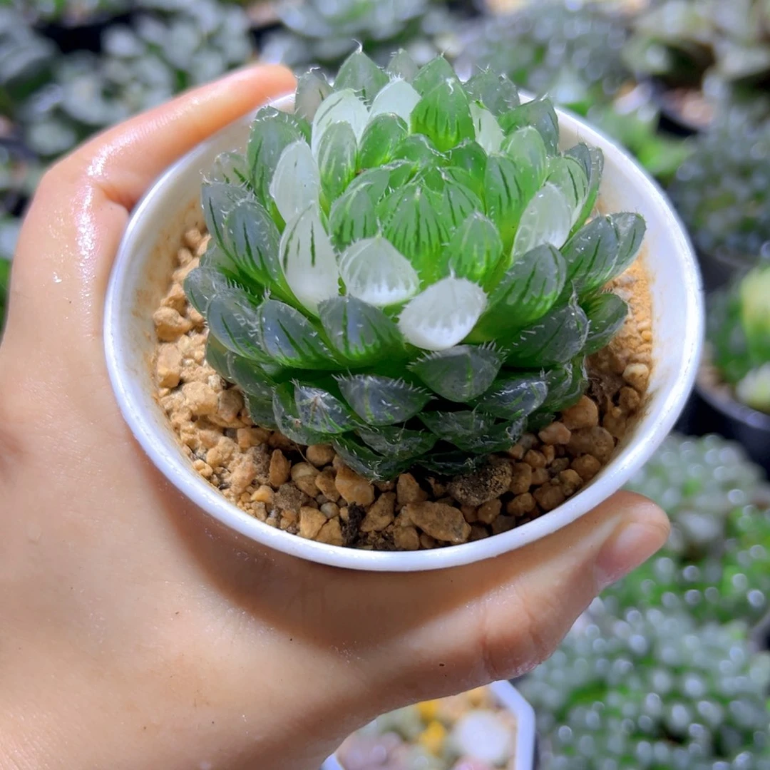 白万象盆母本宝莲灯多肉