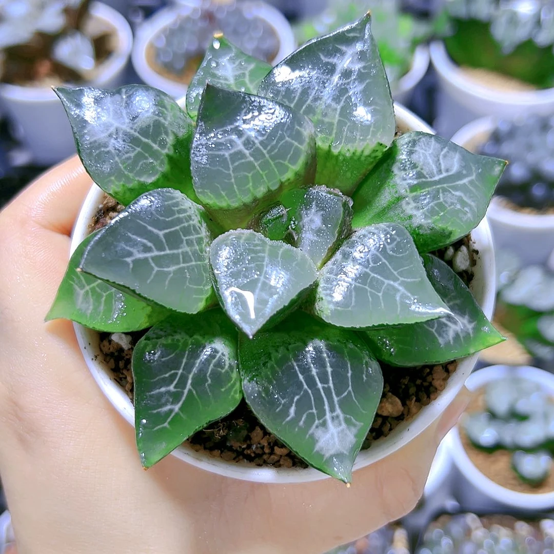 水晶实生康平寿多肉植物