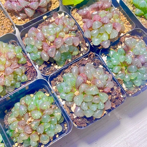 紫姬玉露群多肉植物【满18包邮 或 全场2单包邮】