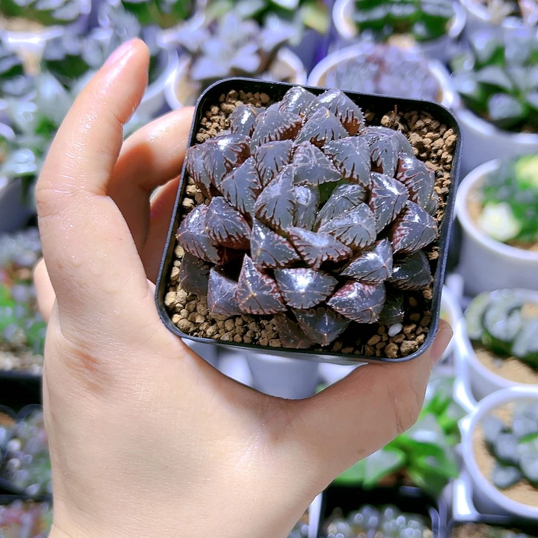 红岩玉露多肉植物