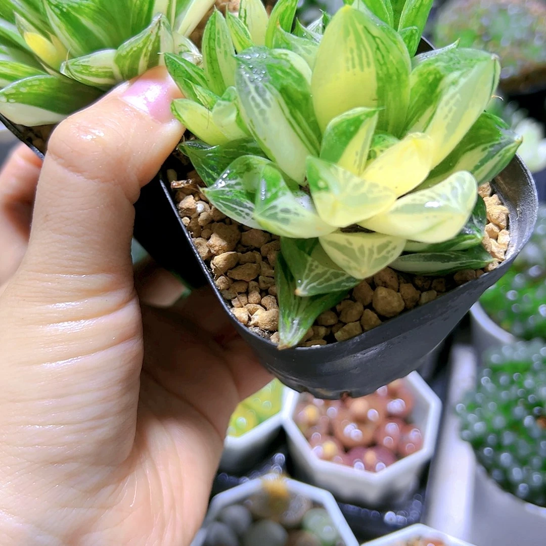 宝草锦玉露多肉植物