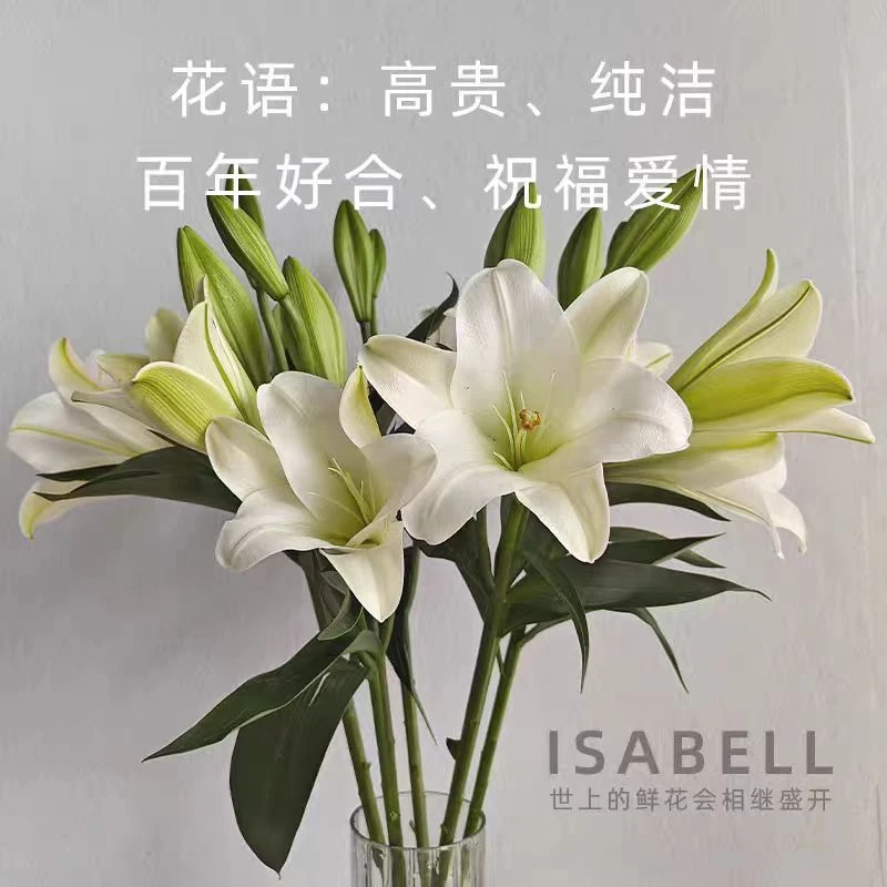 胖胖专属链接 铁炮 香水百合 鲜切花