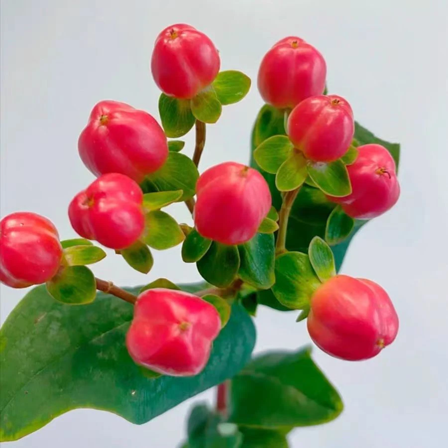 胖胖专属 红豆 鲜切花 链接