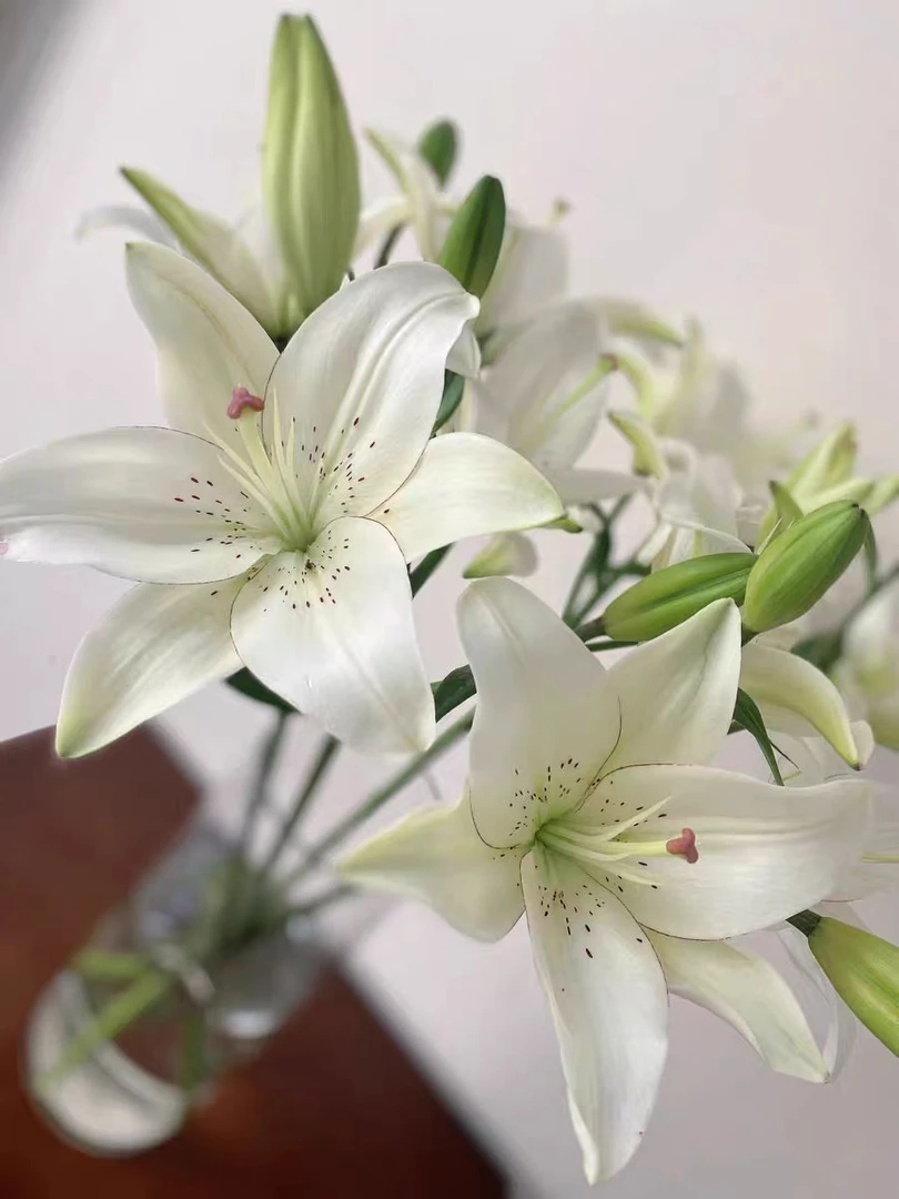 胖胖专属链接 多头橙色亚百合 鲜切花