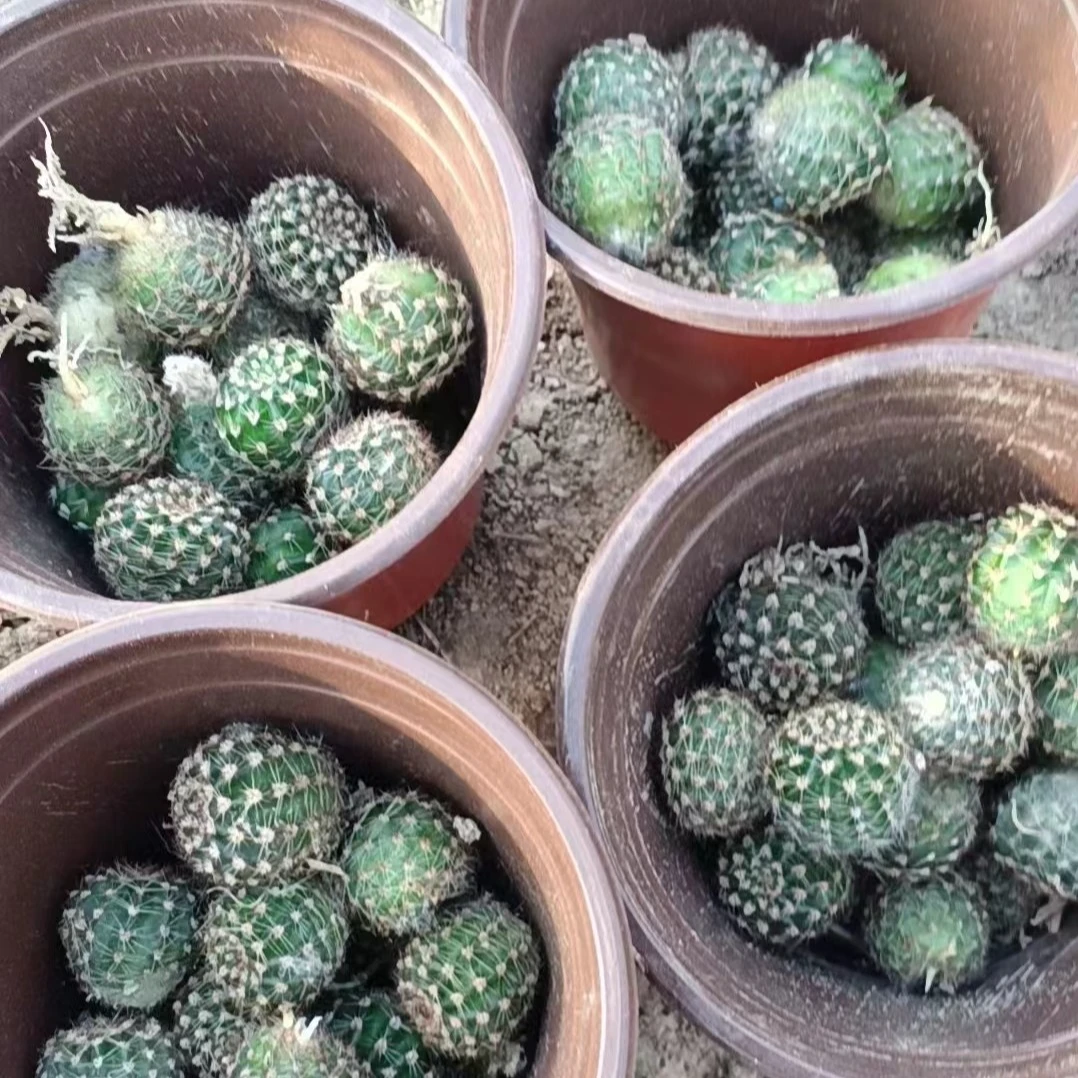 实生大花彩草侧芽套餐 ，混色花色,多个品种，花色如上