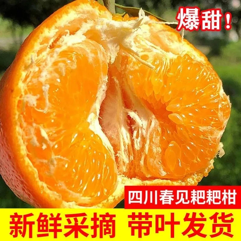 B【表妹专属】四川正宗春见耙耙柑产地现采现发5斤8斤新鲜柑橘