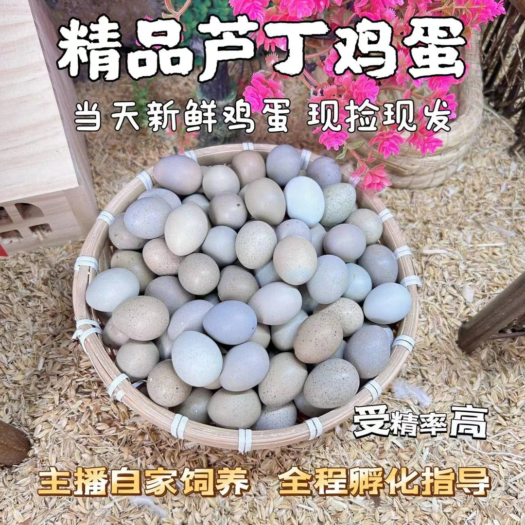 精品芦丁鸡蛋网红阳台迷你可浮化鸡蛋健康食用农产品