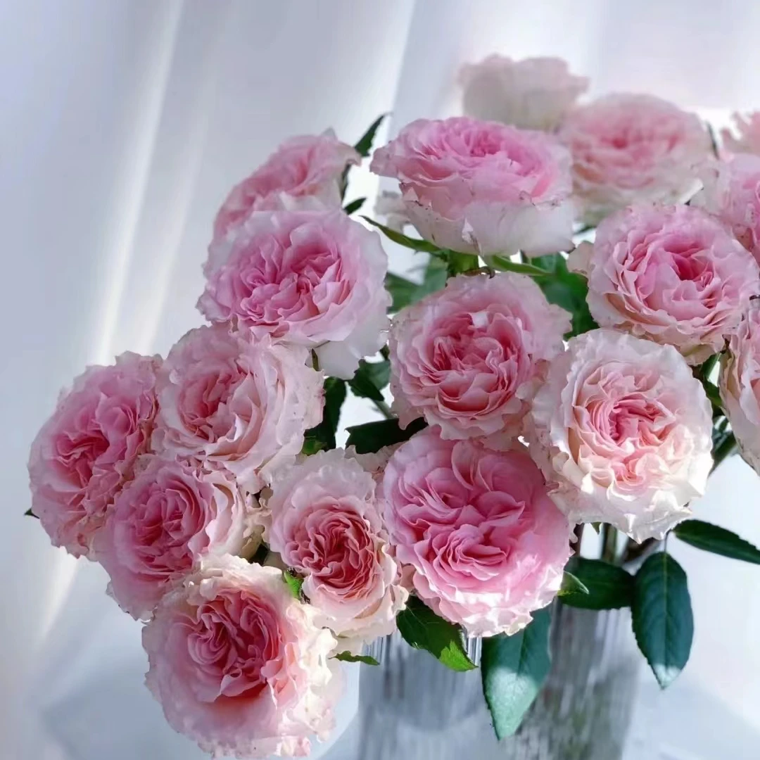 《木兮花卉》洛神鲜花