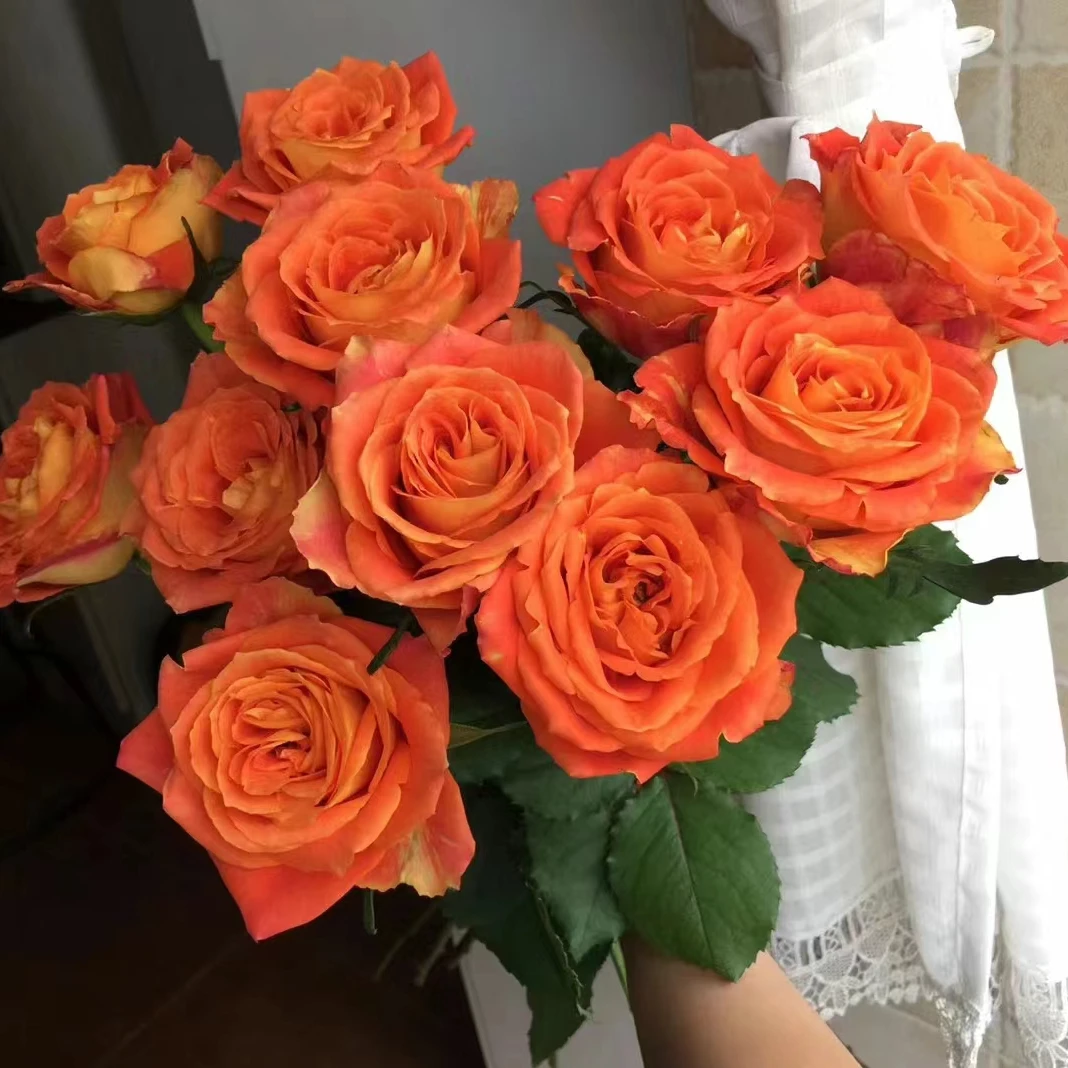 《木兮花卉》欢乐颂鲜切花