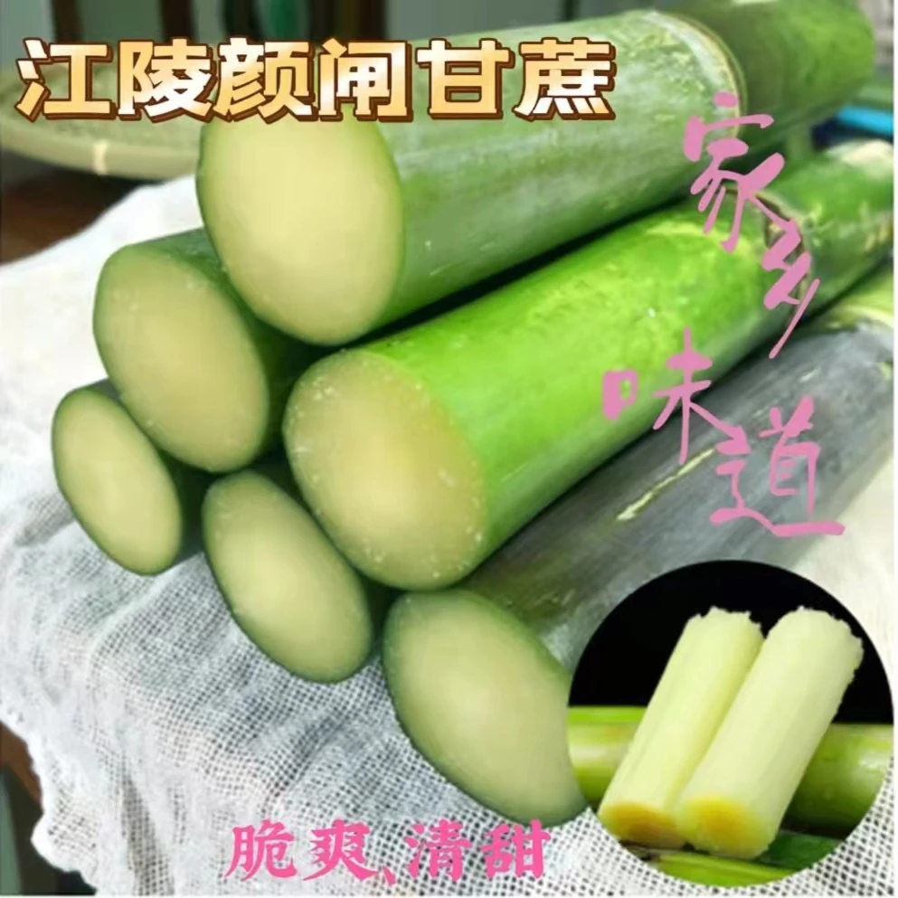 2025湖北荆州颜闸甘蔗精品青皮甘蔗中间段