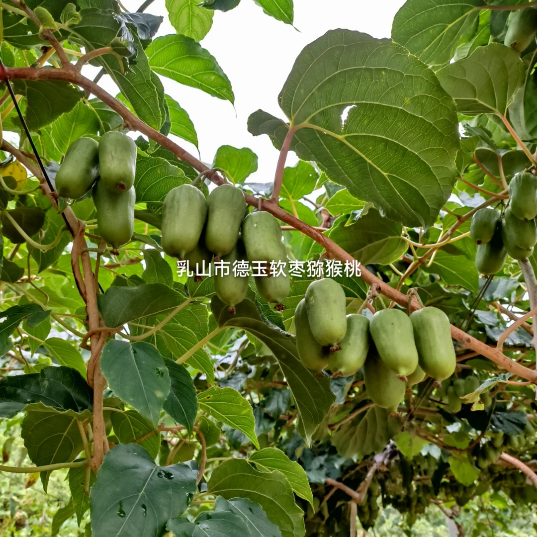 [5斤 ][特价果15g左右]山东乳山德玉二号软枣猕猴桃