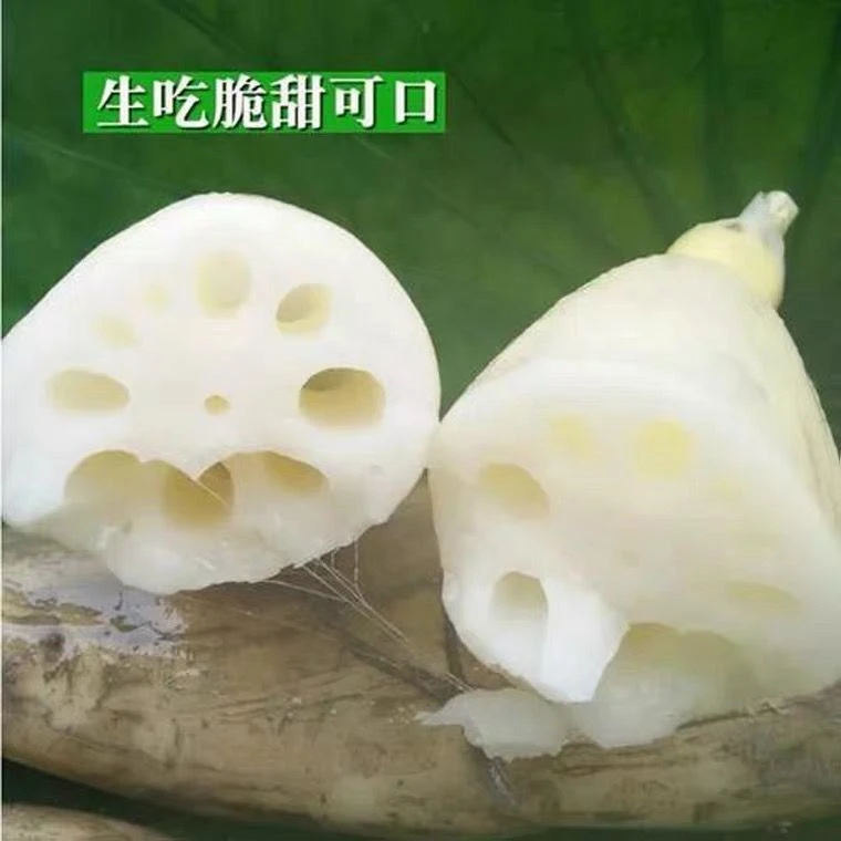 新鲜莲藕湖北应季现挖九孔莲藕脆藕清炒凉拌鲜嫩莲藕蔬菜新鲜批发