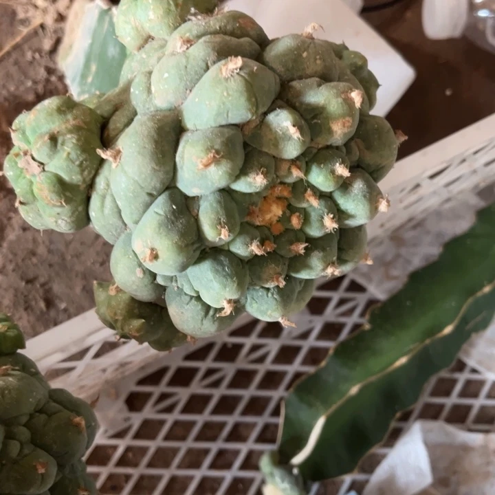 木*果大叶草球三角嫁接球