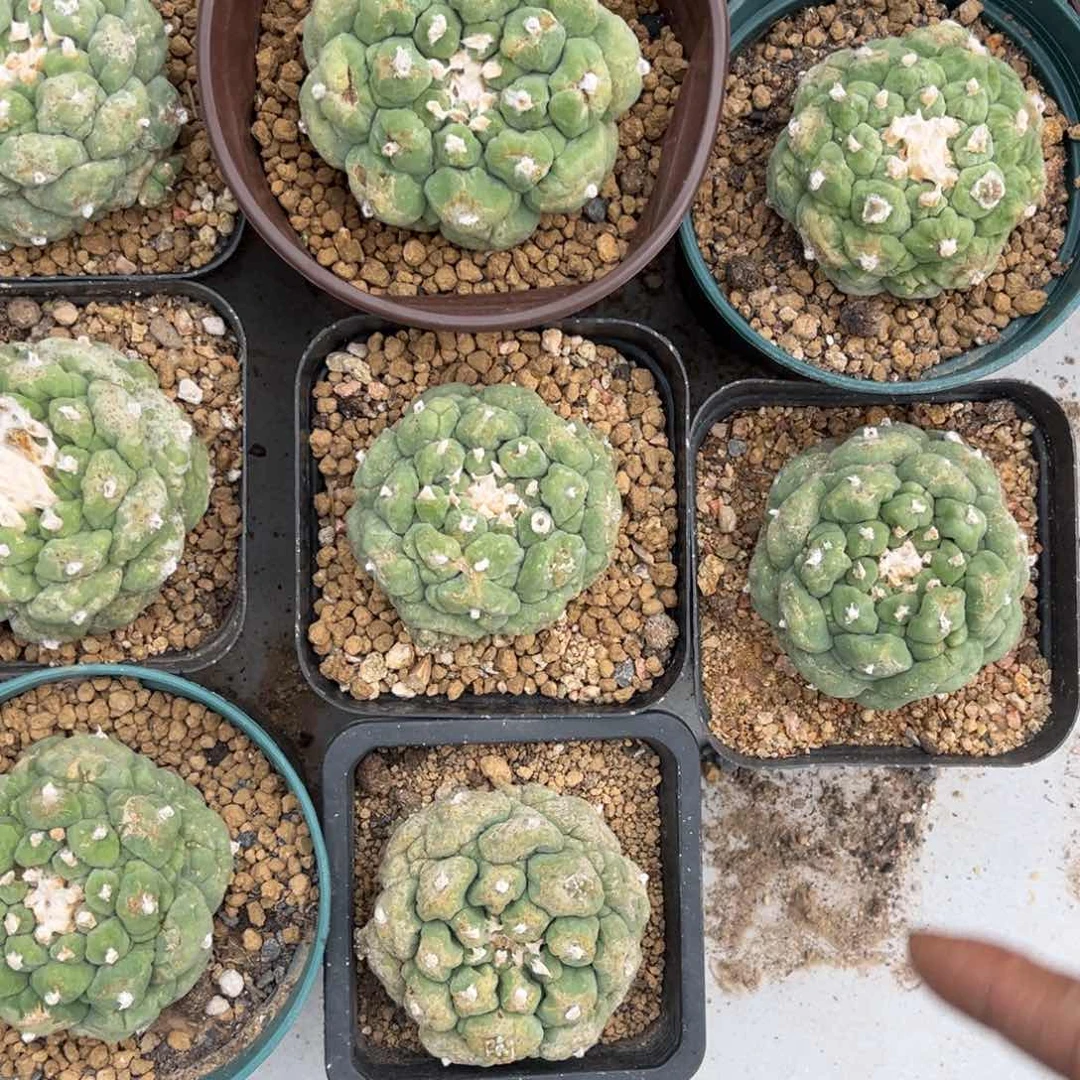 大叶草球仙人球生根