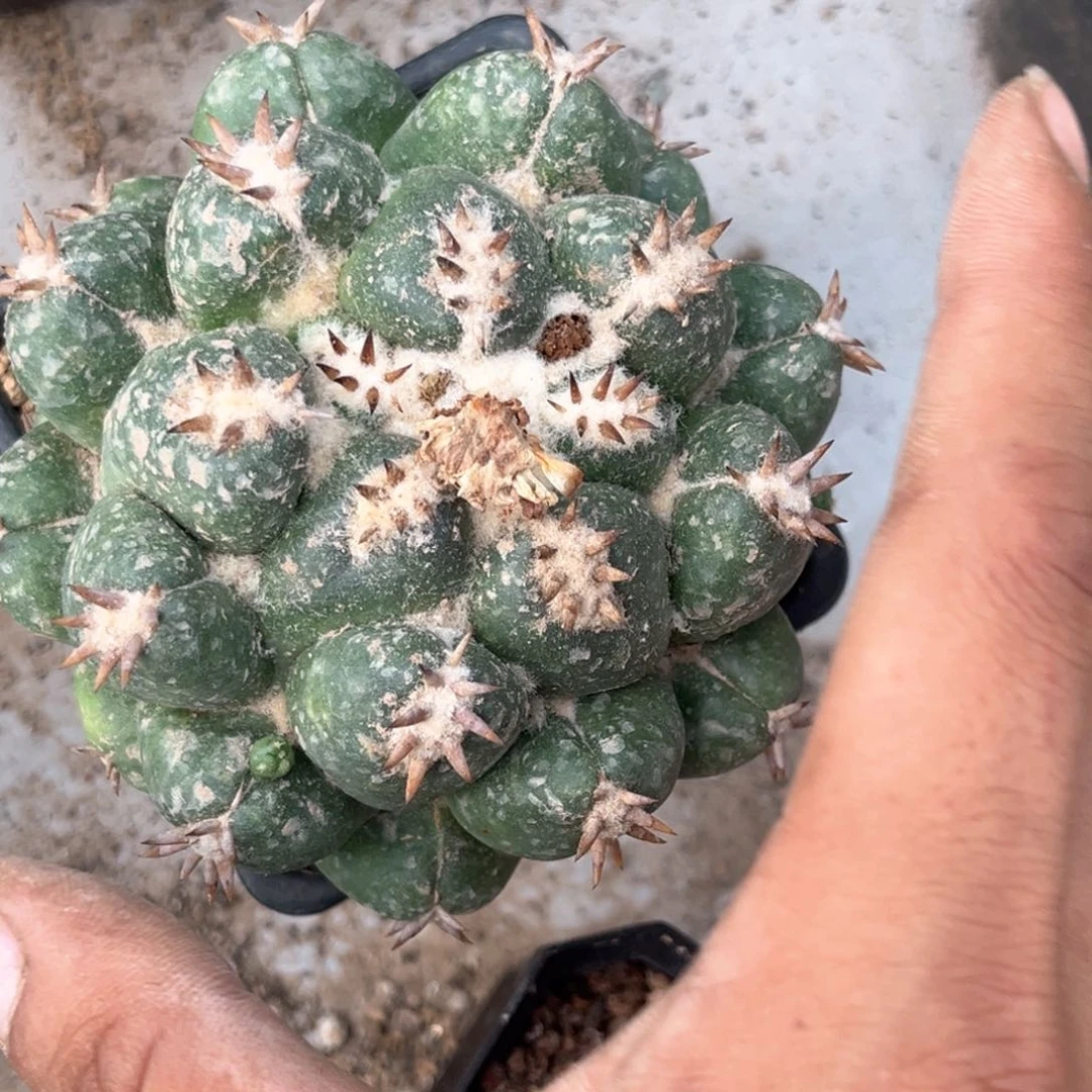 短豪刺象牙落到仙人球开花